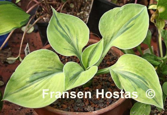 Hosta Radiant Star